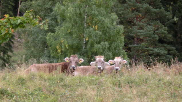 Vorschau